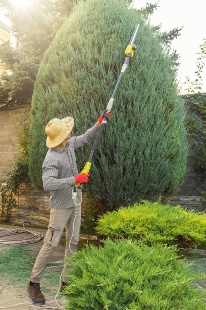 Residential Tree Removal